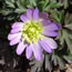 Anemone blanda Violet Star